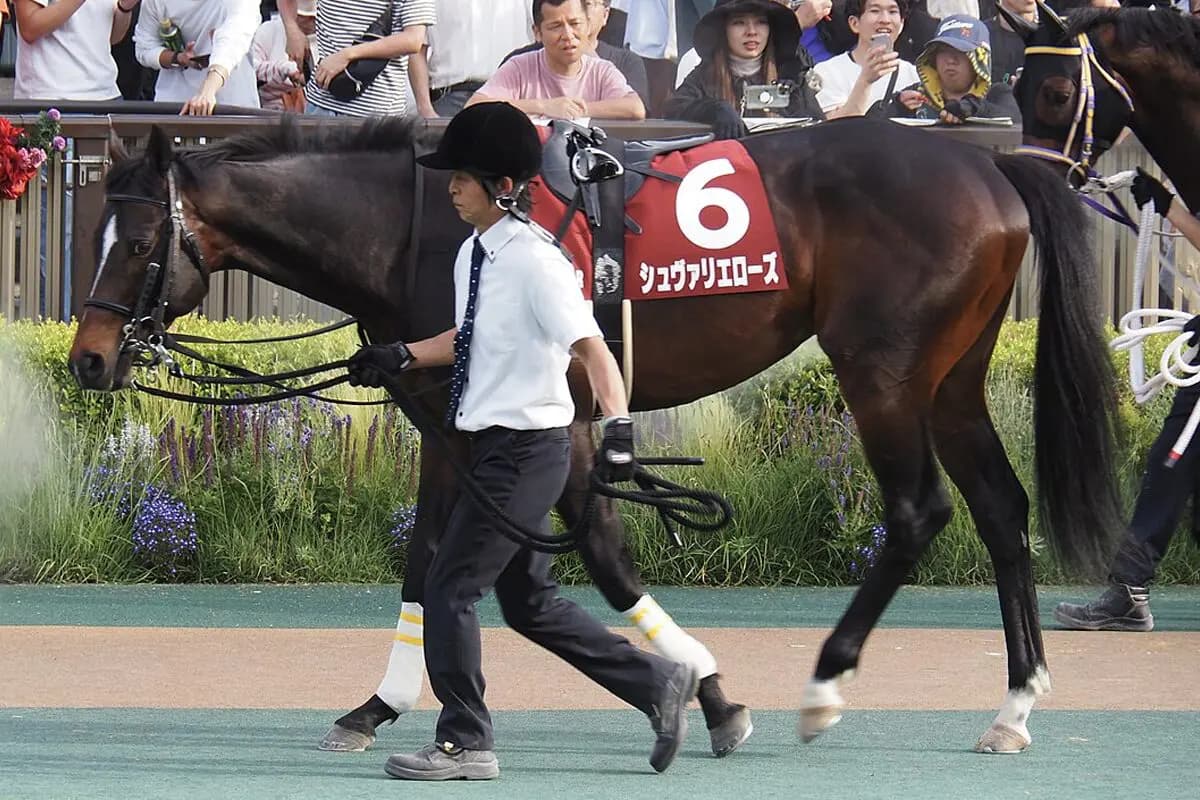 【ステイヤーズS予想2024】初の58kgで一気の6F延長、シュヴァリエローズはどこまで信頼できる?