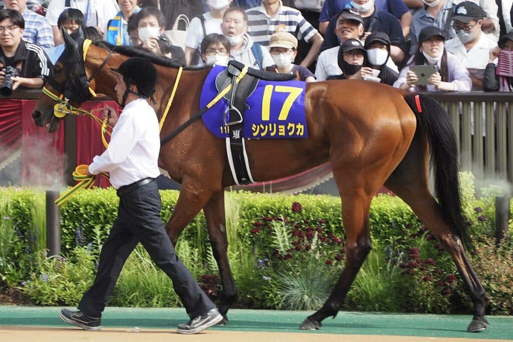 シンリョクカは有馬記念へ、出走できなければ来年の中山金杯を視野