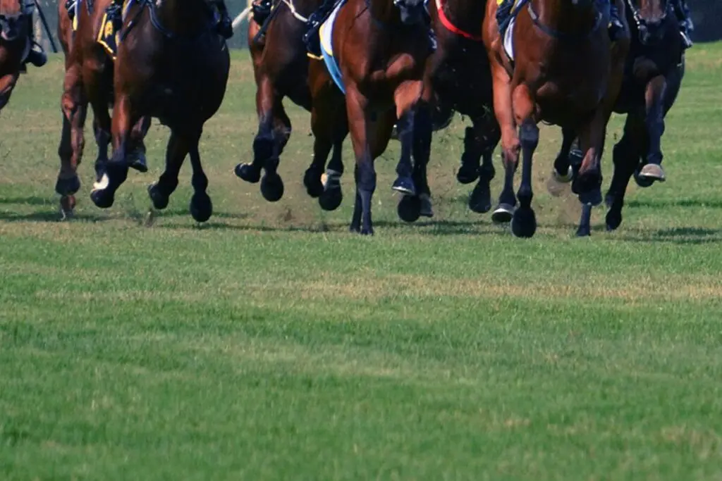 【淀短距離ステークス予想2025】前走京阪杯組に要注目の一戦!