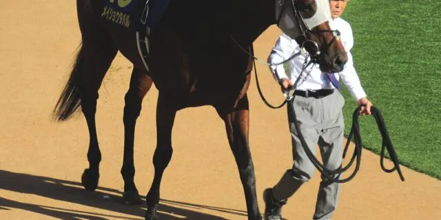 メイショウタバルは武豊騎手とのコンビでドバイターフへ