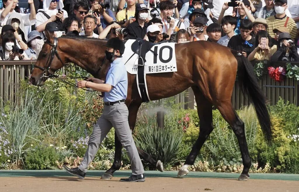 サンライズジパングは有馬記念参戦、不完全燃焼のチャンピオンズCから反撃なるか?