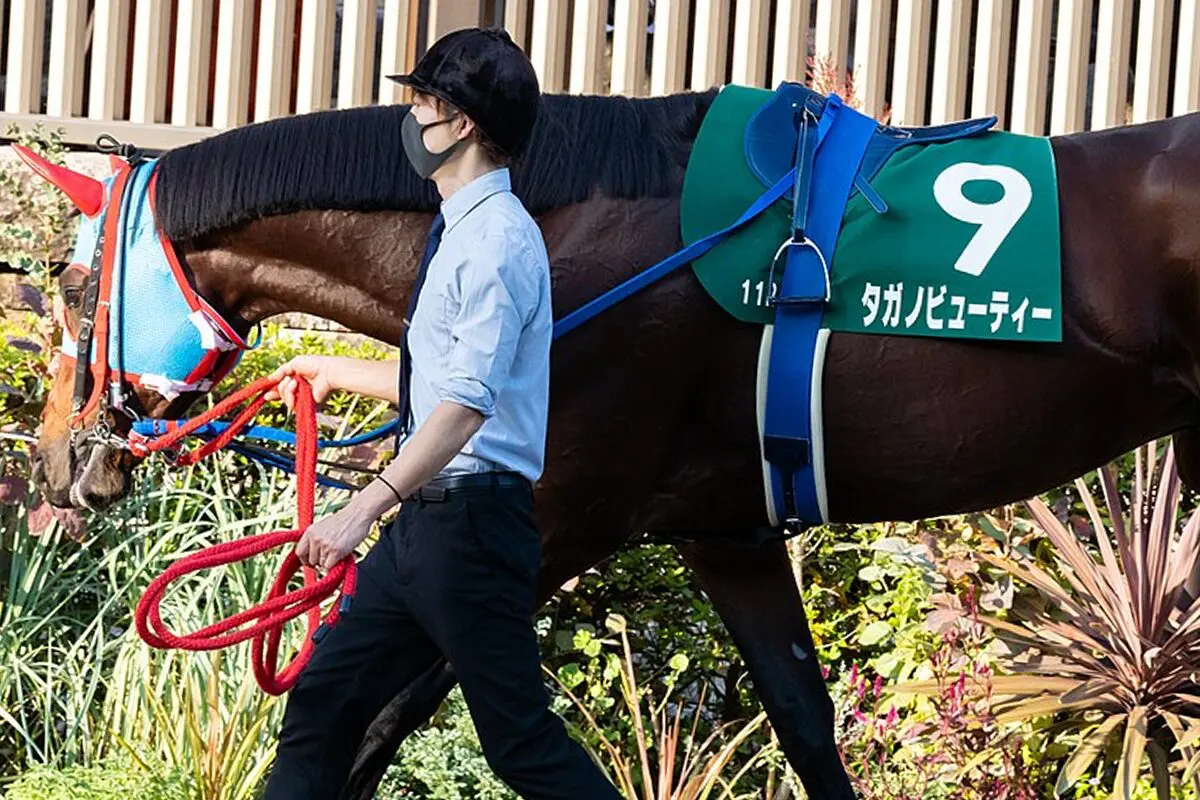 【JRA】タガノビューティーが現役引退、今後は種牡馬に