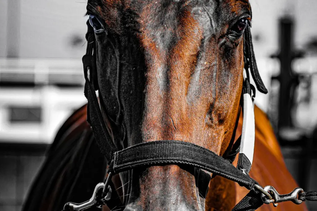 【新潟牝馬ステークス2025】堂々主役はカネラフィーナ、軽量52kgなら盤石か