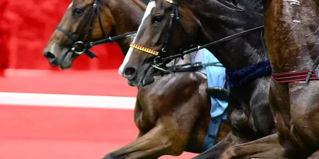 【サンライズS予想2026】昇級初戦の2頭に注目!