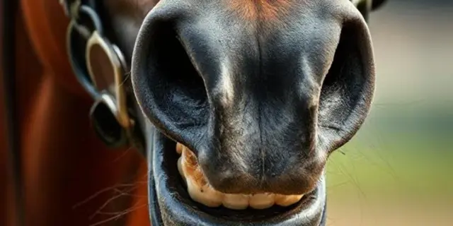 【東海ステークス2025予想】ビダーヤ5連勝か?人気落ちの実績馬たちも虎視眈々