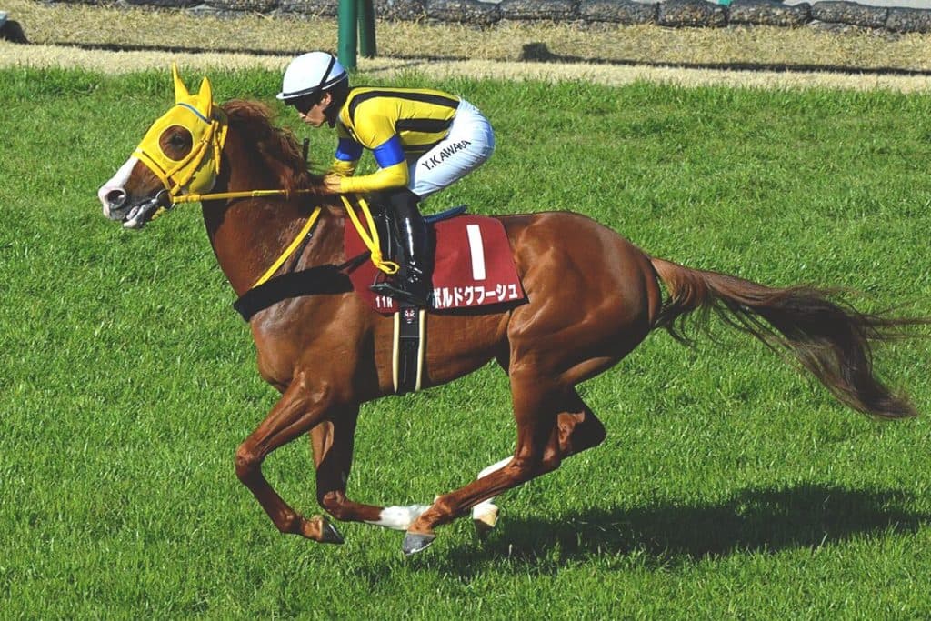 【JRA大阪杯2025予想】条件揃った伏兵、ボルドグフーシュ✕吉田隼人騎手