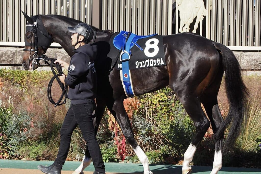 【マイラーズC予想2025】開幕週の高速馬場ならジュンブロッサム、条件好転での反撃に期待