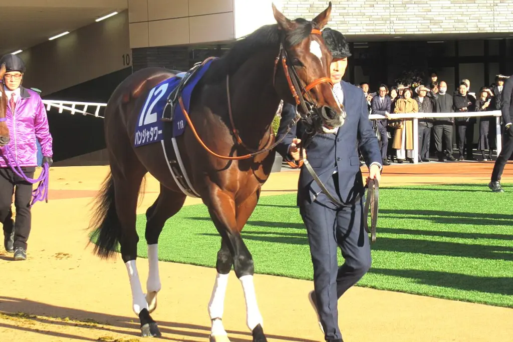 【JRA】パンジャタワーはキーンランドCから豪州の高額レース・ゴールデンイーグルへ