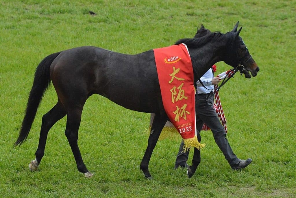 ポタジェはかしわ記念で競走中止、右前肢ハ行