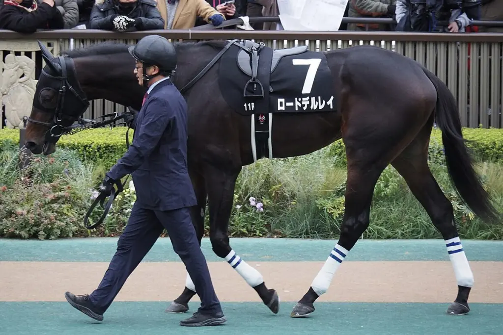 【香港カップ2025】ロードデルレイが回避、右前肢のハ行発症のため