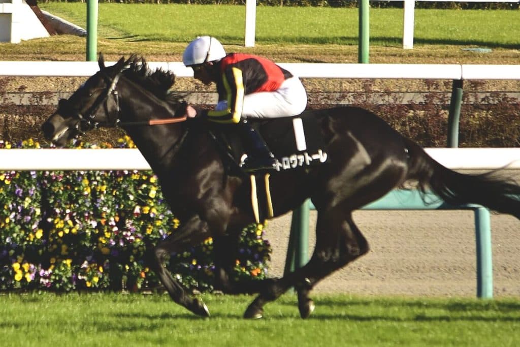 【安田記念2025予想】青葉賞の雪辱なるか?横山武史✕トロヴァトーレ、再タッグでG1獲りへ