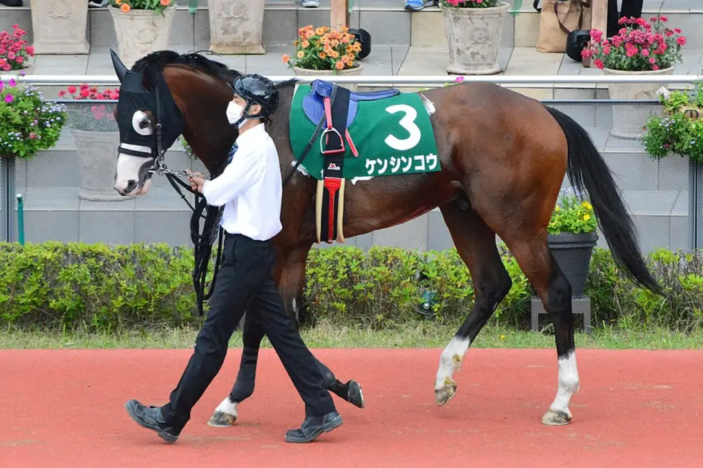 ケンシンコウが現役引退、今後は種牡馬入り