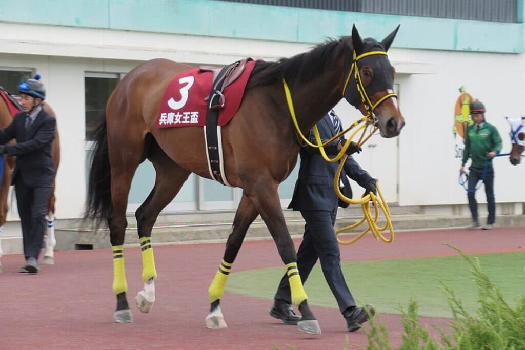 【スパーキングレディーカップ2025予想】テンカジョウの連勝なるか?ライバル候補3頭はこの馬だ