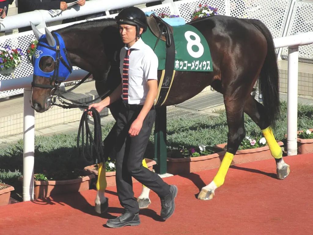 【JRA】障害重賞4勝の名ジャンパー・ホッコーメヴィウスが現役引退、今後は関西大学で乗馬に