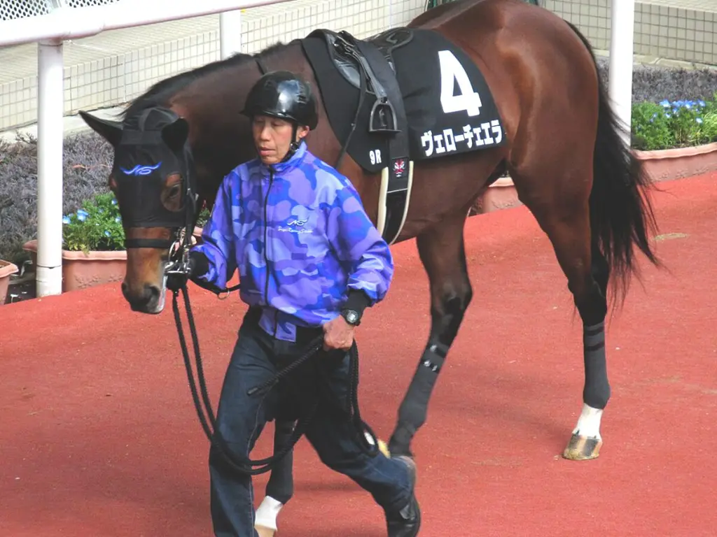 【札幌記念2025予想】夏は格より調子!レコードVで勢い付いたヴェローチェエラに注目