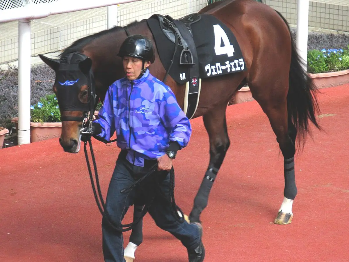 【札幌記念2025】ヴェローチェエラ、1週前追い切りで迫力十分の併せ馬