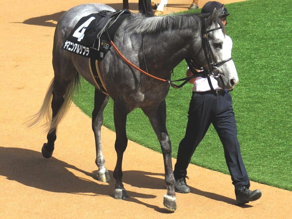 【CBC賞予想2025】短距離界の新星ヤマニンアルリフラ、サマースプリント王手の一戦へ