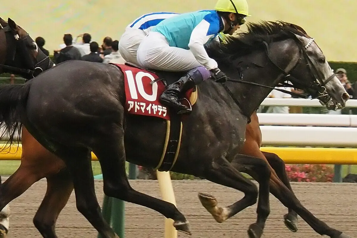 【京都大賞典2025】アドマイヤテラが1週前追い切りで好気配!夏越して状態上向き