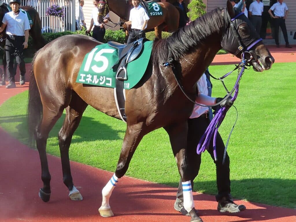 【菊花賞2025】エネルジコが1週前追い切りで自己ベスト更新、着実に良化