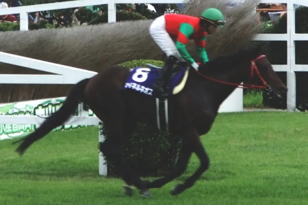 2011年中山グランドジャンプ覇者・マイネルネオスが死去、22歳の生涯に幕