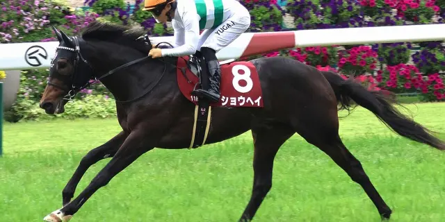 【大阪杯2026】ショウヘイは川田将雅騎手とのコンビ継続で春の大一番へ