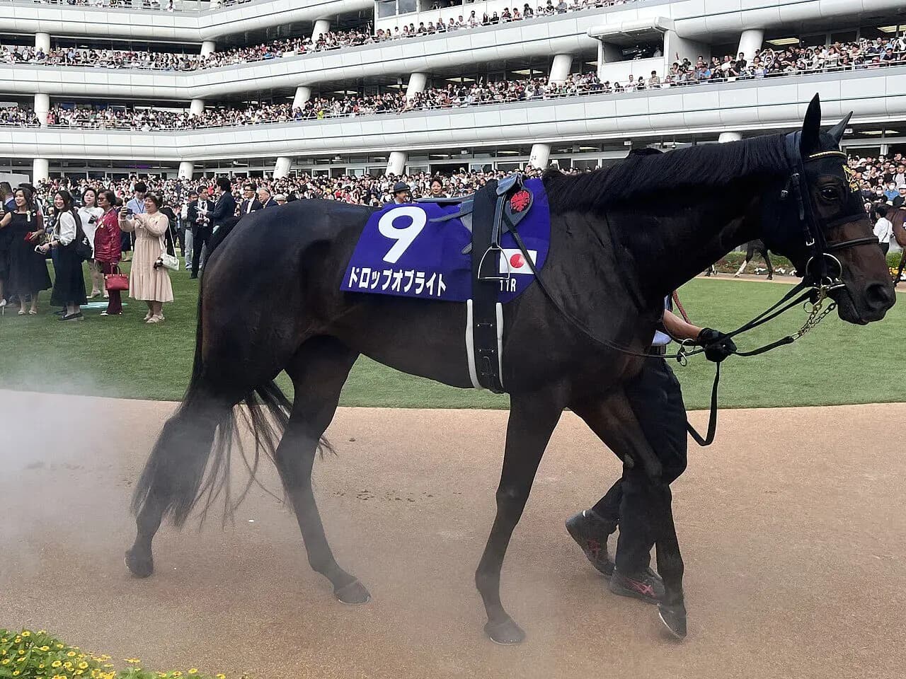 【愛知杯2026予想】牝馬限定なら上位、ドロップオブライトに好機到来