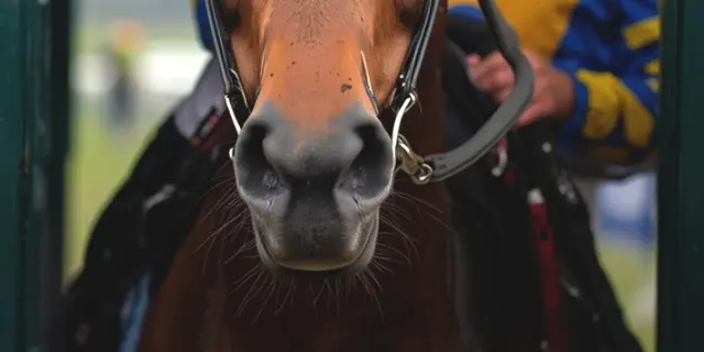 【阪神大賞典2026予想】距離延長で一変期待!伏兵サンライズソレイユに警戒